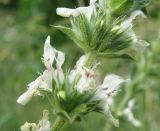 Stachys atherocalyx