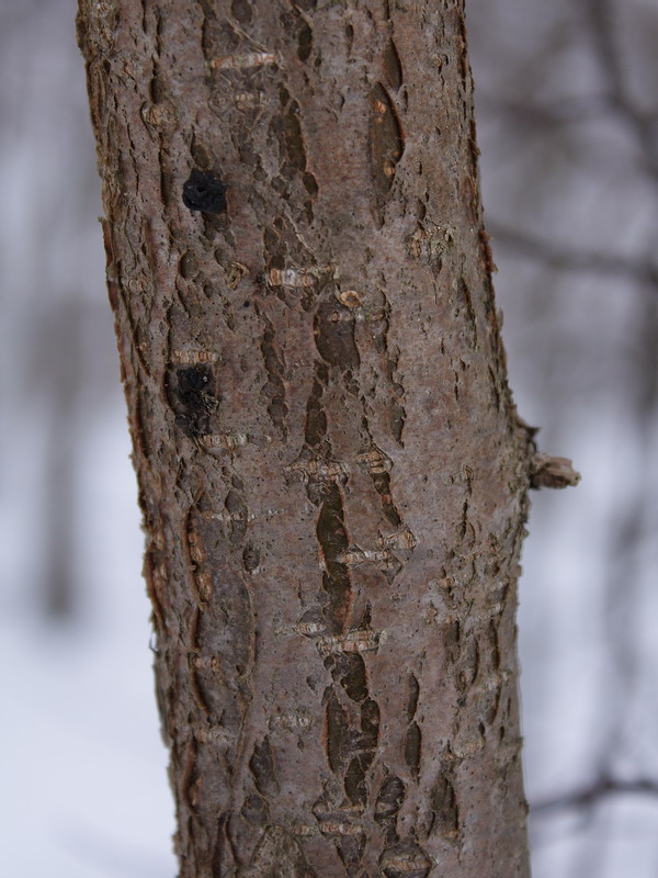 Image of Corylus avellana specimen.