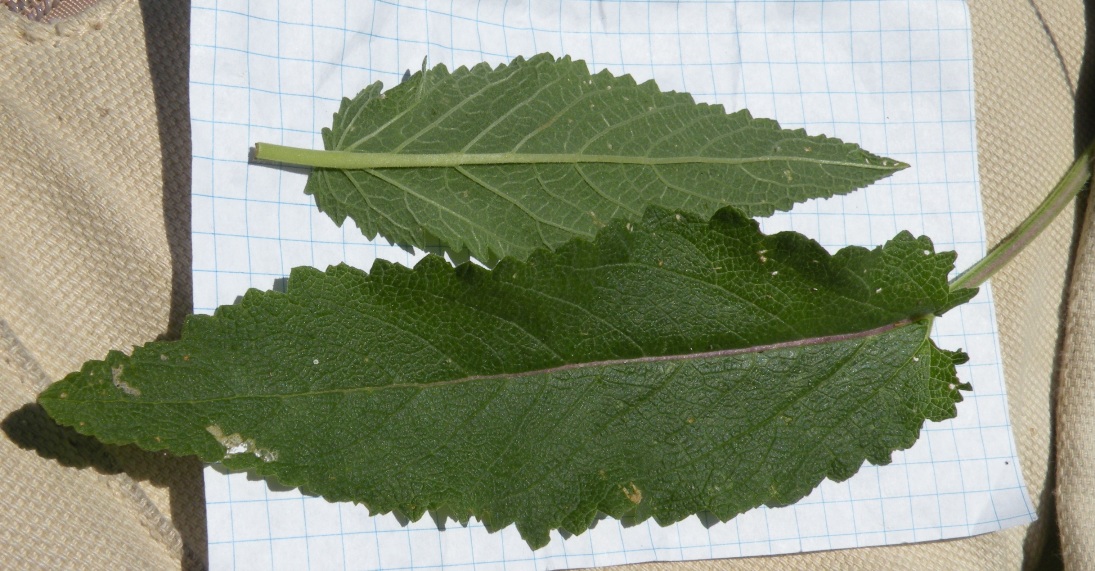 Image of Salvia betonicifolia specimen.