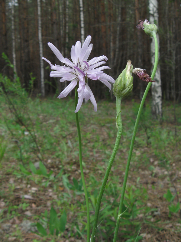 Изображение особи Scorzonera purpurea.