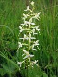 Platanthera bifolia