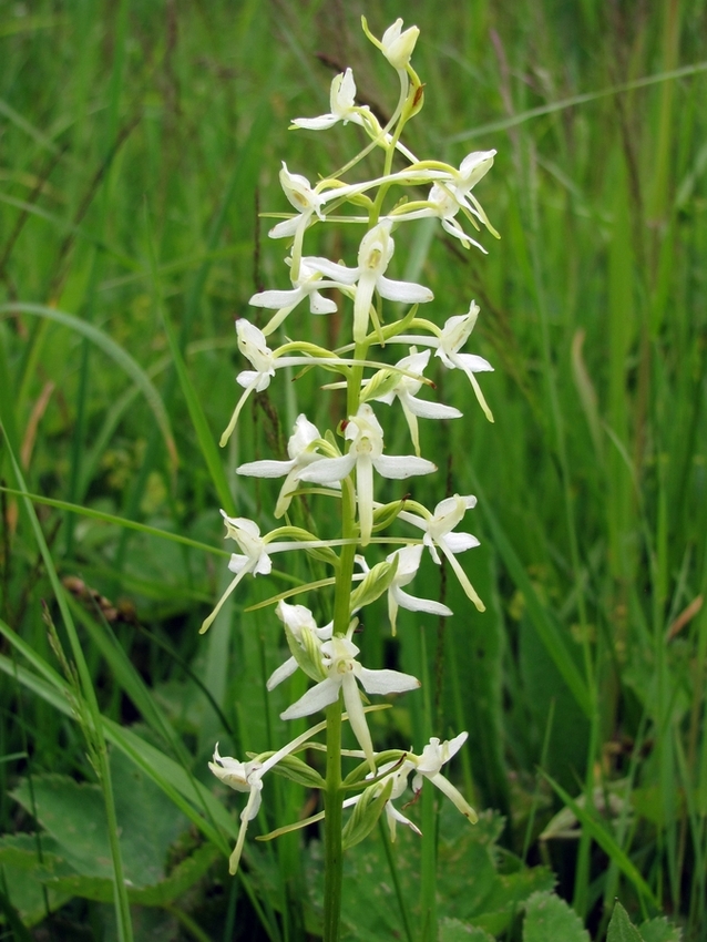 Изображение особи Platanthera bifolia.
