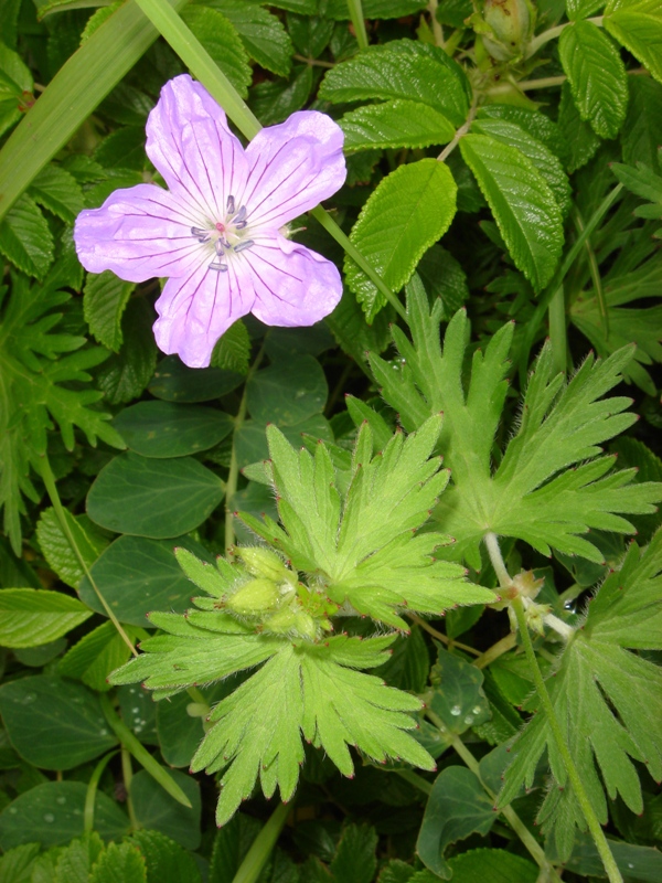 Изображение особи Geranium yesoense.