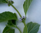 Mentha arvensis