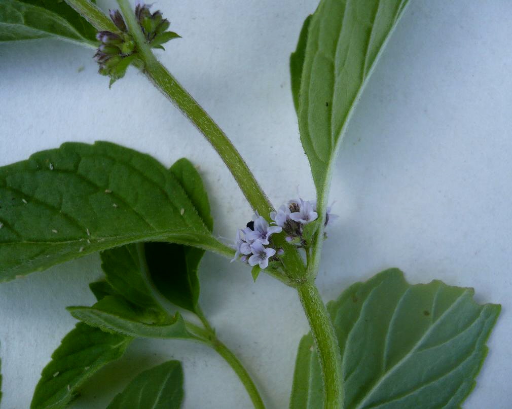 Image of Mentha arvensis specimen.