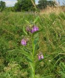 Symphytum officinale