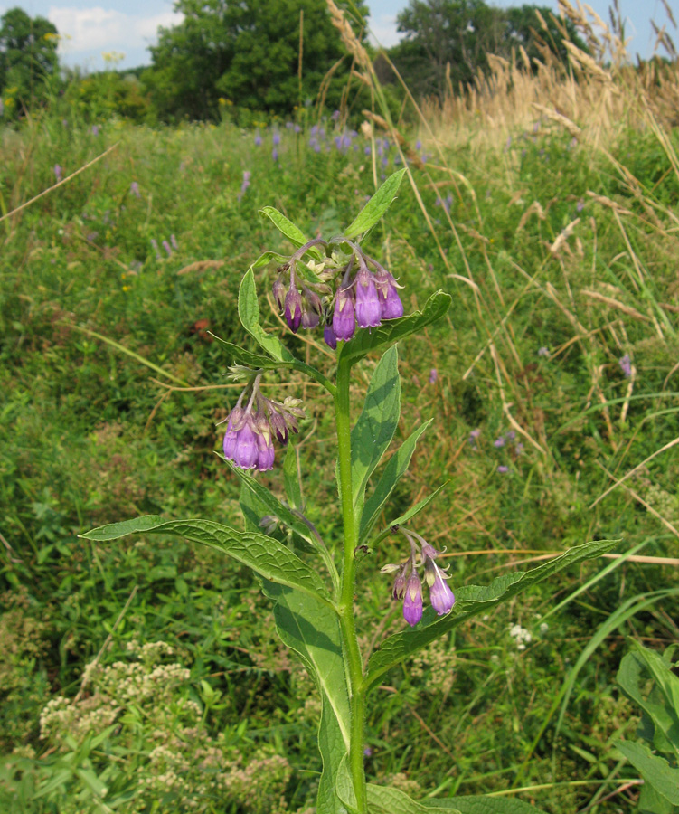 Изображение особи Symphytum officinale.