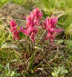 Castilleja arctica ssp. vorkutensis