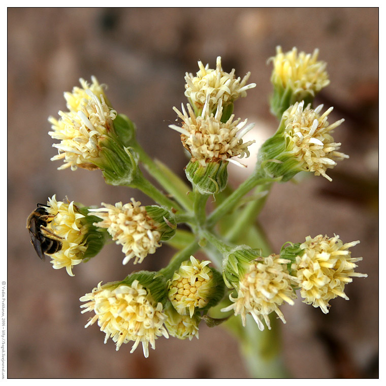 Изображение особи Petasites spurius.