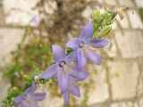 Campanula pyramidalis
