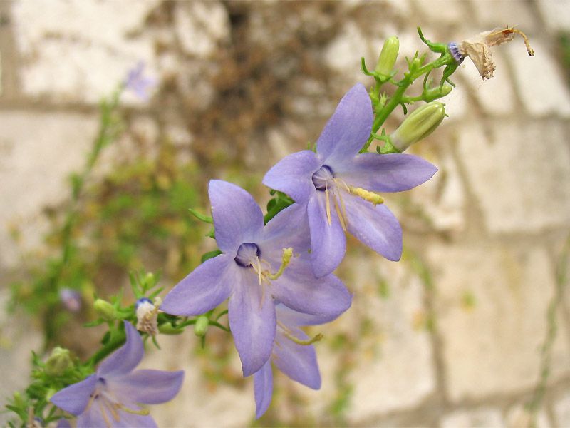 Изображение особи Campanula pyramidalis.