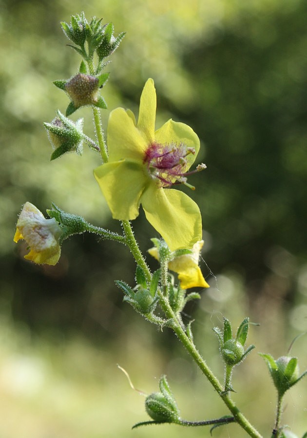 Изображение особи Verbascum blattaria.