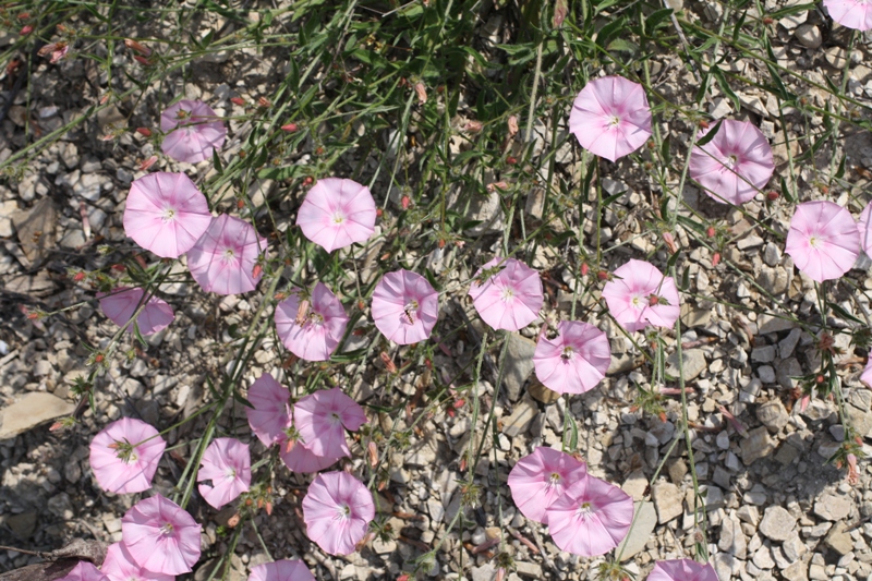 Изображение особи Convolvulus cantabrica.