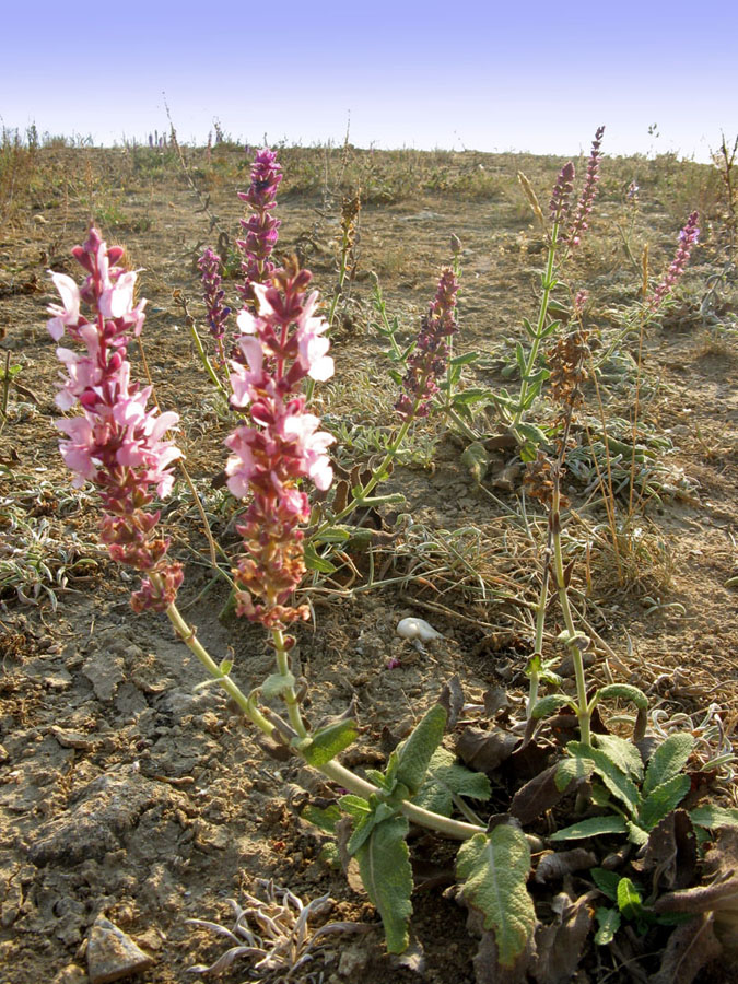 Image of Salvia tesquicola specimen.