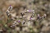 Limonium reniforme