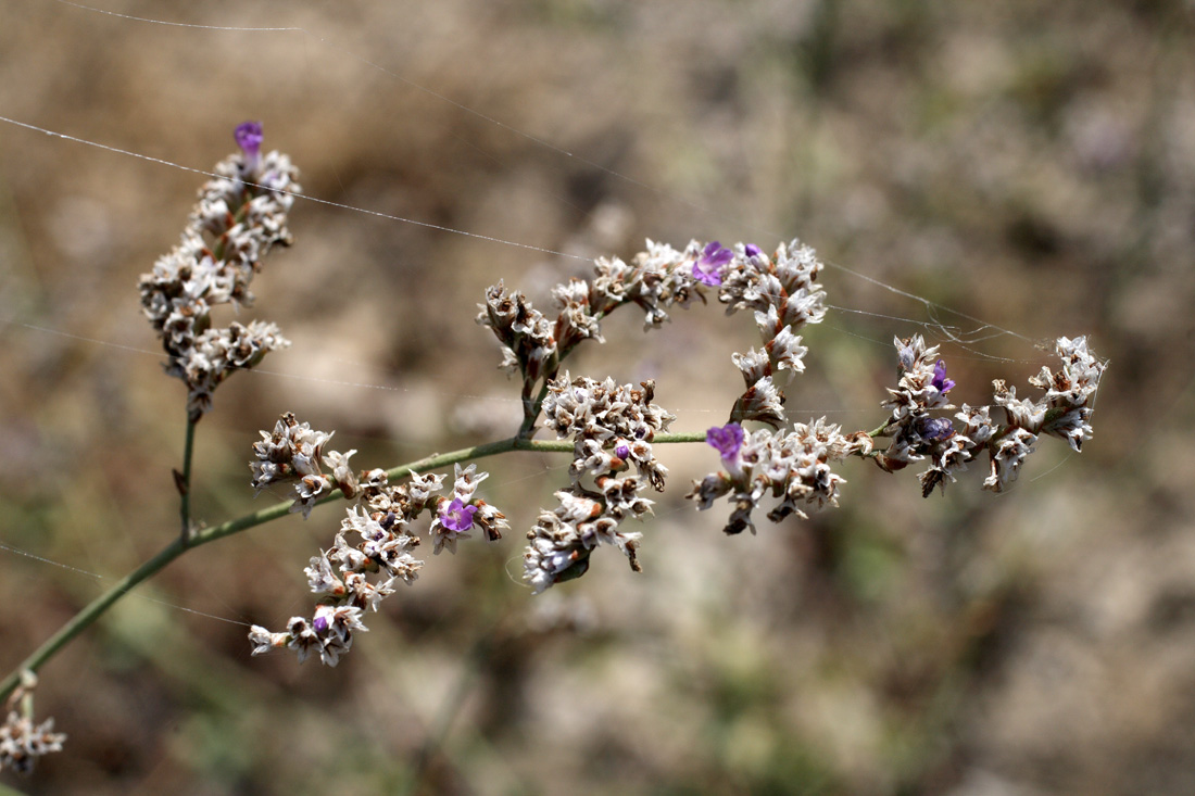 Изображение особи Limonium reniforme.