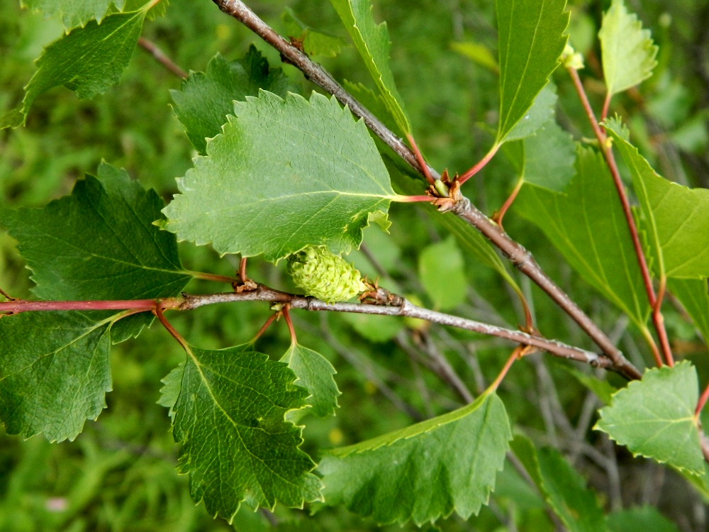 Image of genus Betula specimen.