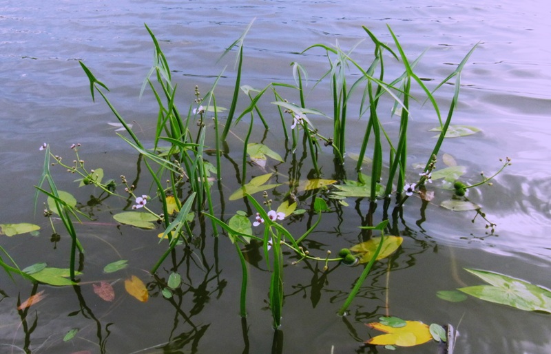 Image of Sagittaria sagittifolia specimen.