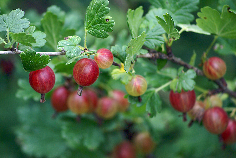 Изображение особи Grossularia uva-crispa.