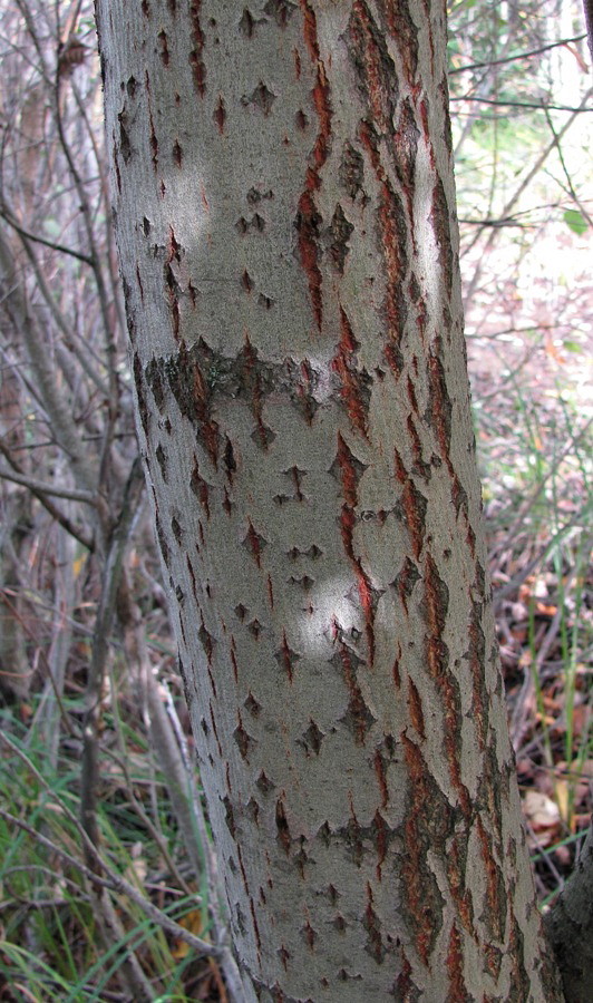 Image of Salix caprea specimen.