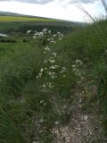 Galium biebersteinii