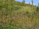 Dipsacus fullonum