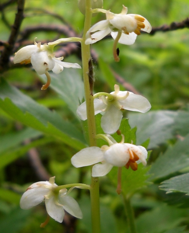 Image of Pyrola rotundifolia specimen.