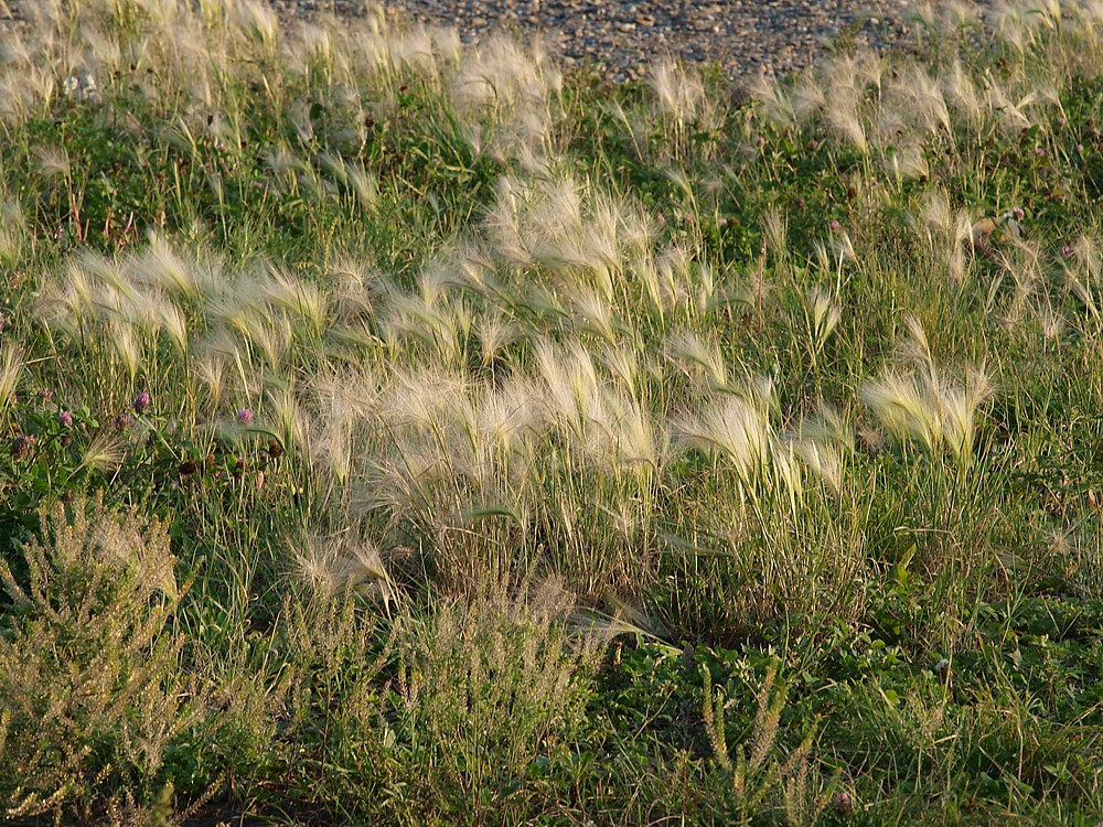 Image of Hordeum jubatum specimen.