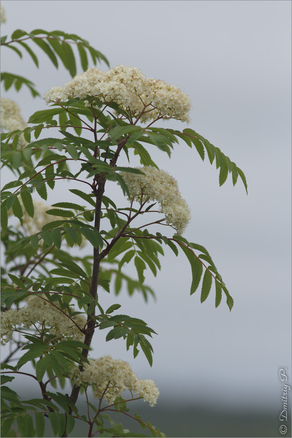 Изображение особи Sorbus aucuparia ssp. glabrata.