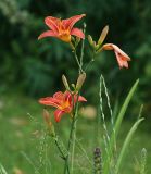 Hemerocallis × hybrida. Верхушка растения с цветами и бутонами. Московская обл., Раменский р-н, окр. дер. Хрипань, дачный участок. 12.07.2008.