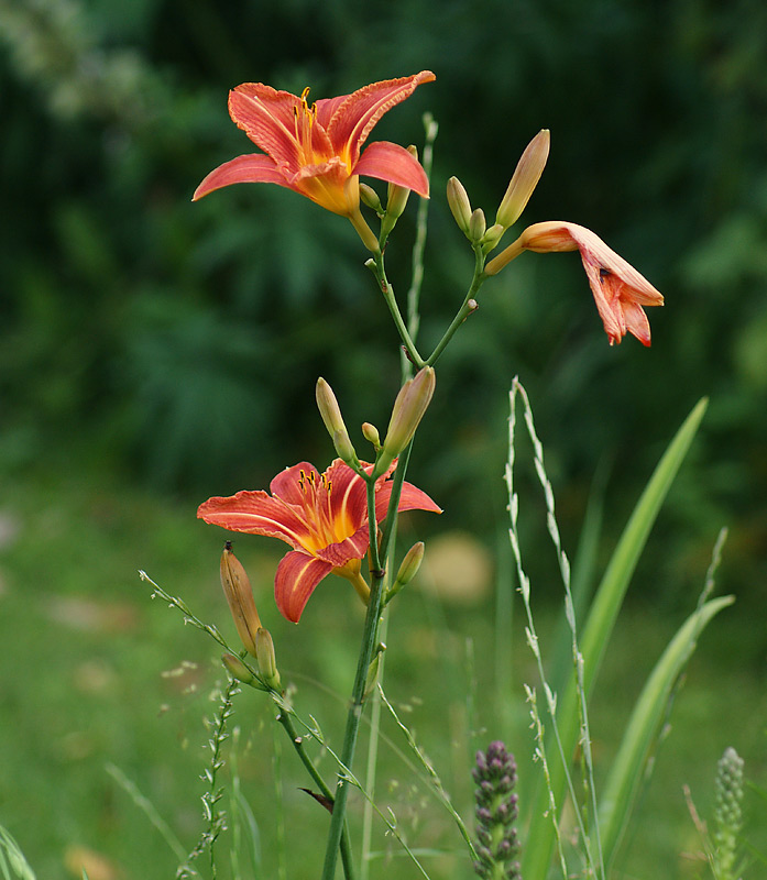 Изображение особи Hemerocallis &times; hybrida.