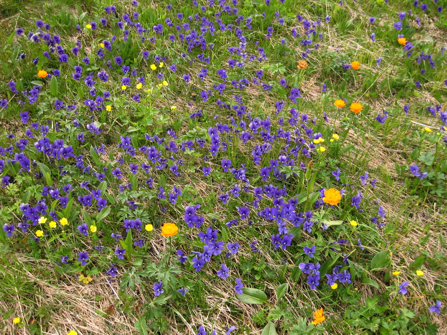 Image of Viola altaica specimen.