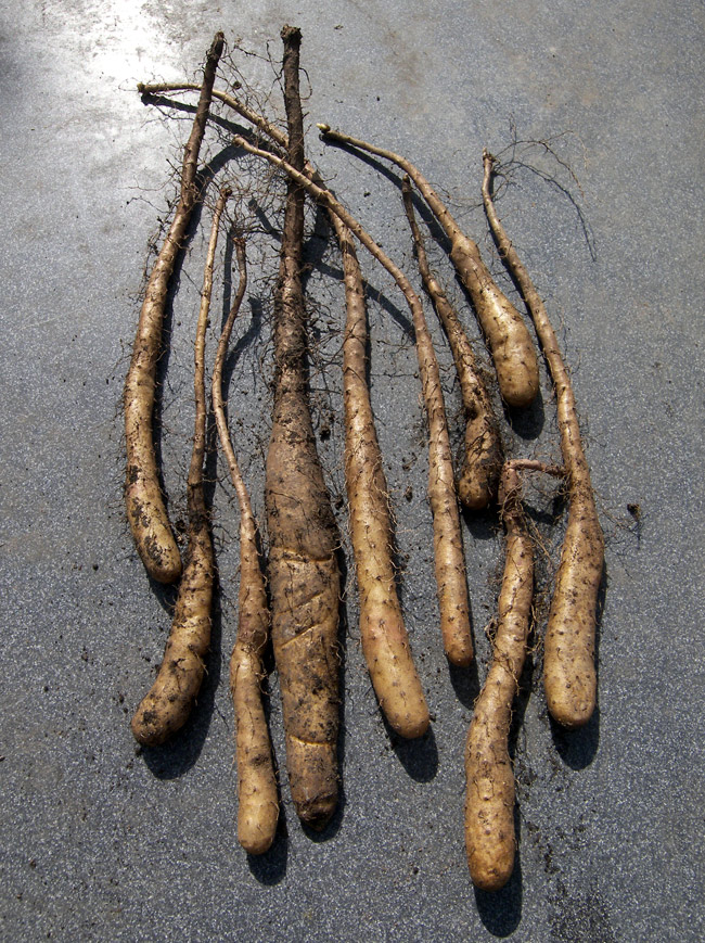 Изображение особи Dioscorea batatas.