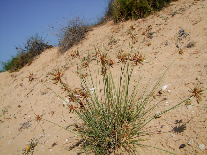 Изображение особи Cyperus macrorrhizus.