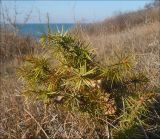 Juniperus deltoides