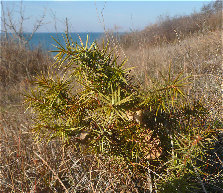 Изображение особи Juniperus deltoides.