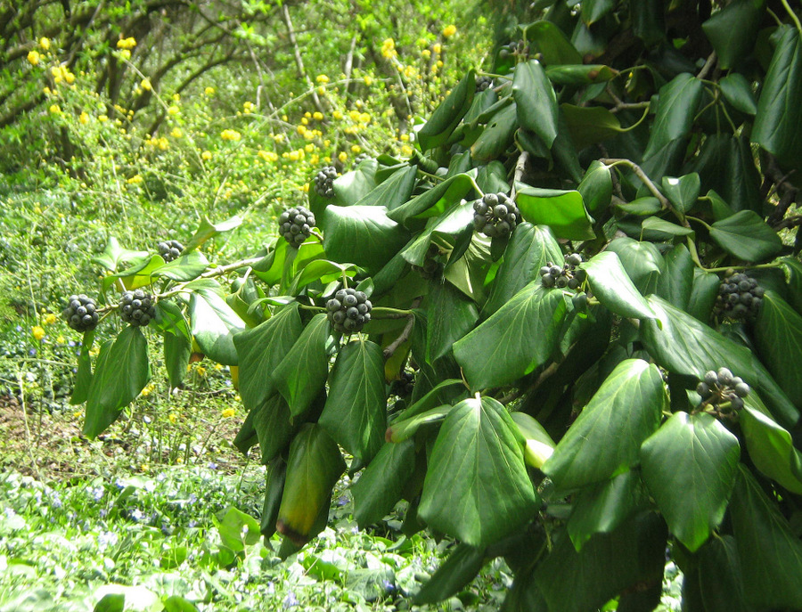 Изображение особи Hedera colchica.