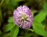 Trifolium pratense