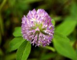 Trifolium pratense. Соцветие. СВ Турция, пров. Ризе (Rize). 18.10.2011.