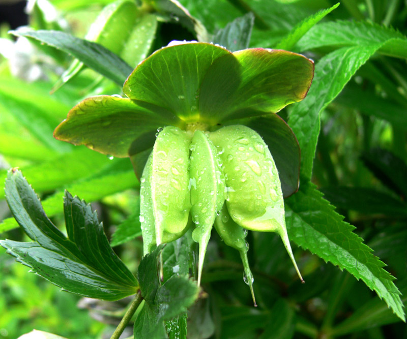 Изображение особи Helleborus purpurascens.
