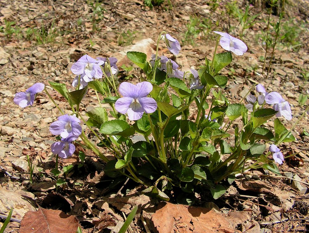 Изображение особи Viola sacchalinensis.