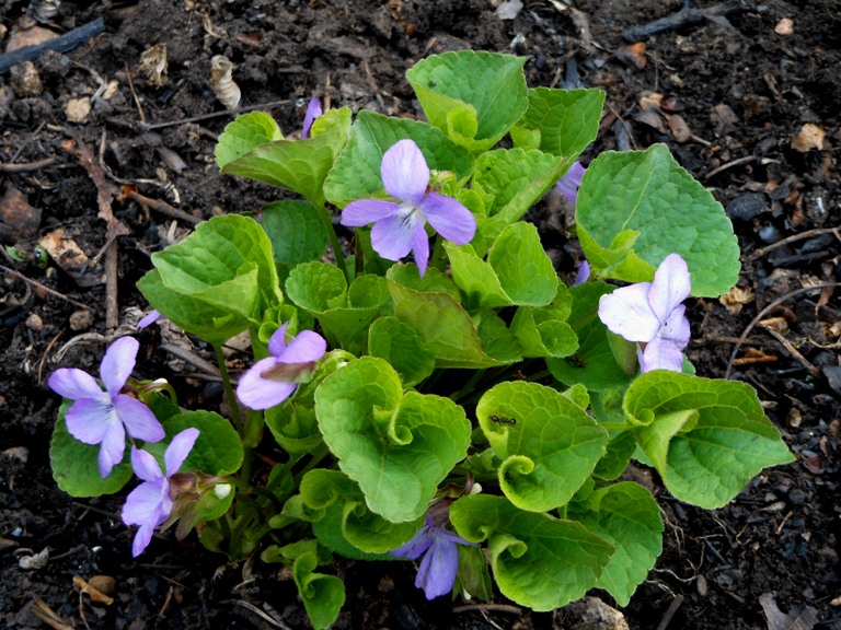 Image of Viola brachysepala specimen.