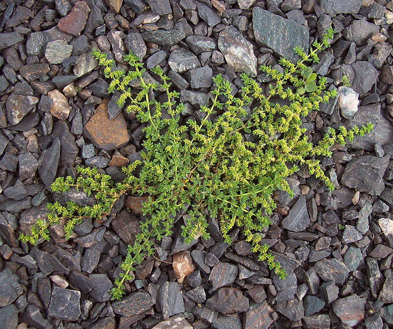 Image of Herniaria glabra specimen.