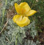 Glaucium flavum