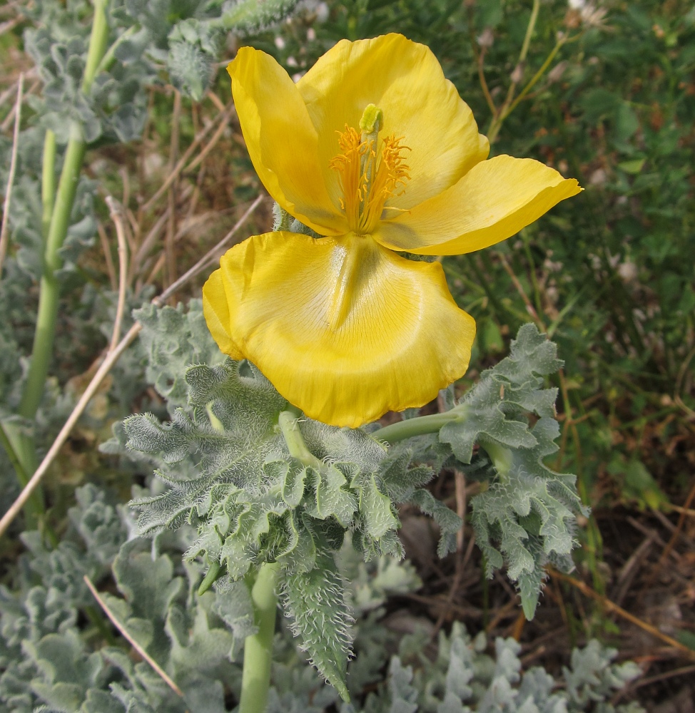 Image of Glaucium flavum specimen.
