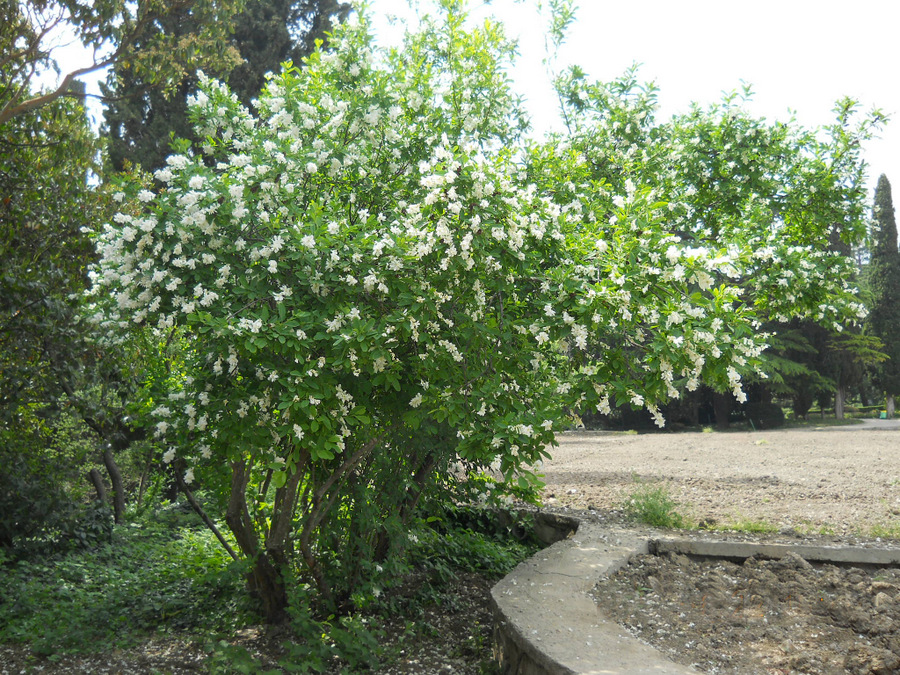 Image of Exochorda korolkowii specimen.