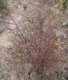 Artemisia scoparia