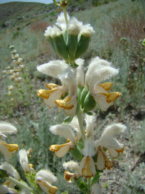 Image of Phlomoides integior specimen.