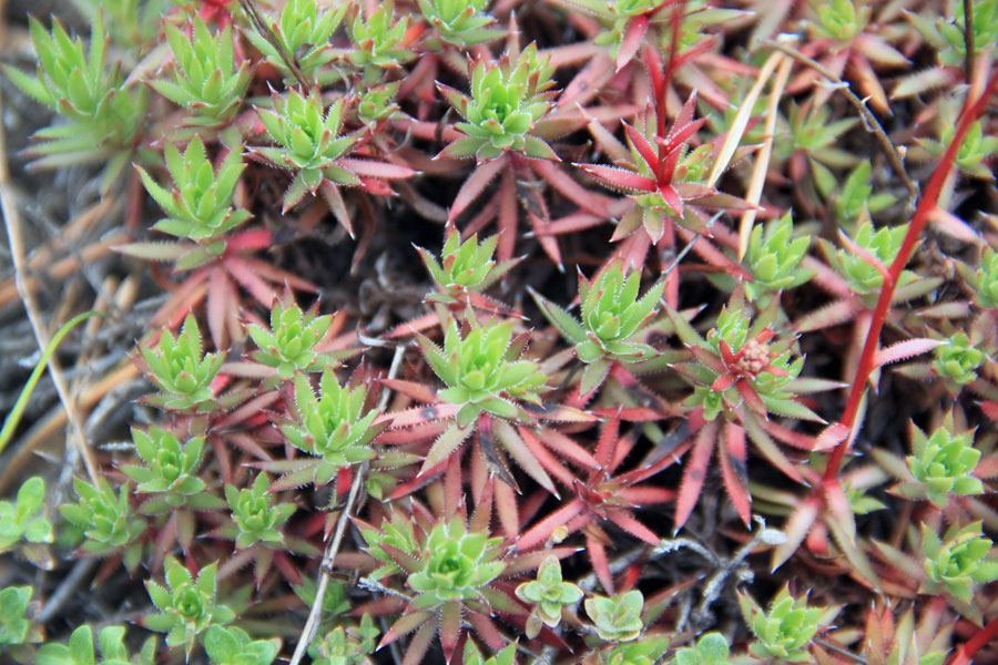 Изображение особи Saxifraga spinulosa.