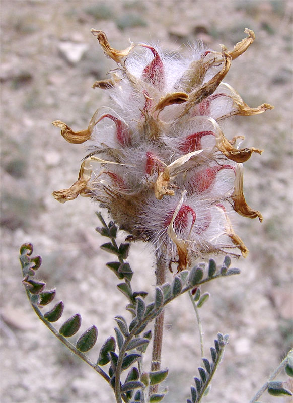 Image of Astragalus neoalbanicus specimen.